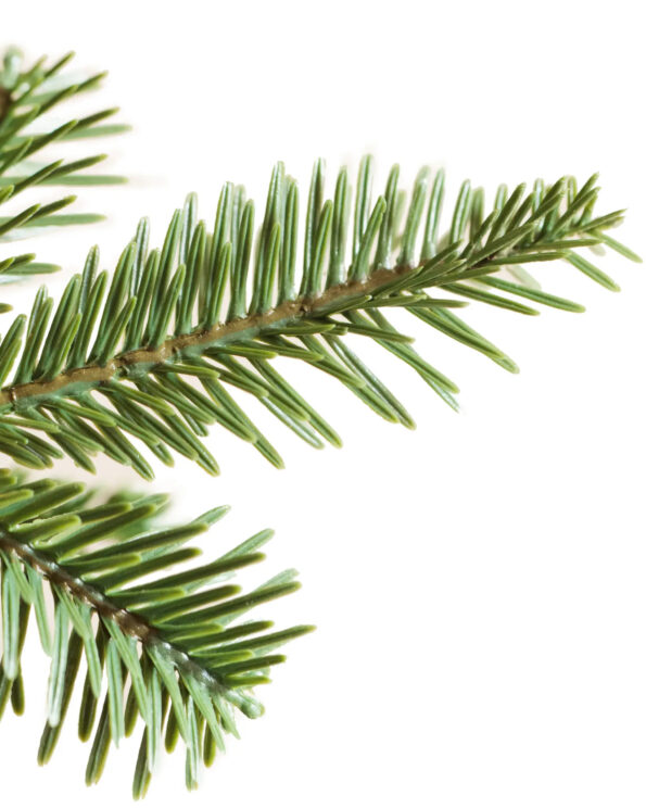 Alpine Fir® Tree