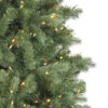 Bellevue Spruce