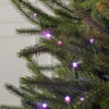 Black Hills Spruce