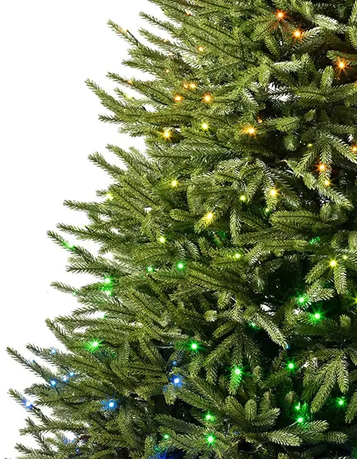 BLH-T_Black-Hills-Spruce_Twinkly_Closeup-10 Black Hills Spruce