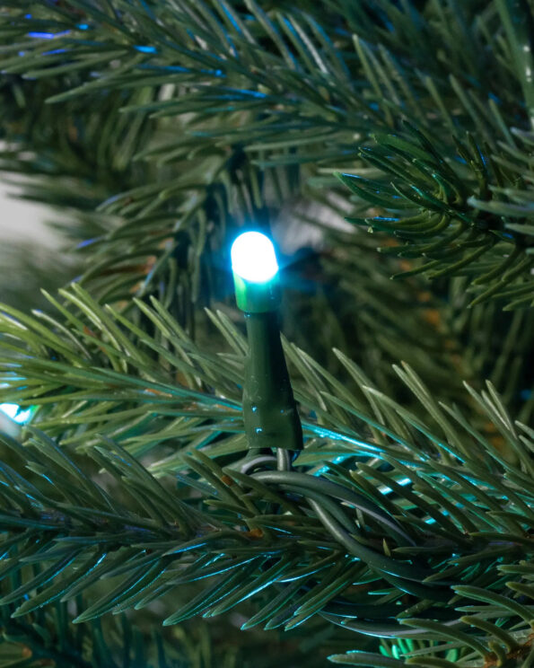 BLH-T_Black-Hills-Spruce_Twinkly_Closeup-30 Black Hills Spruce