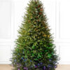 Black hills spruce tree