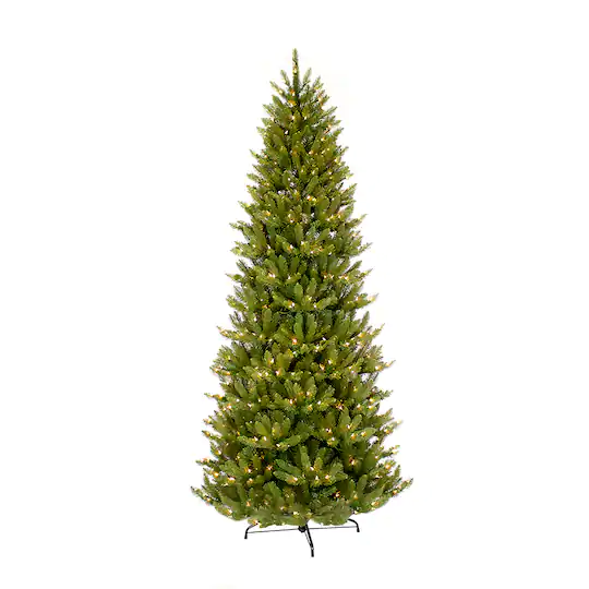 fraser fir tree
