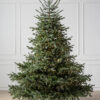 european fir tree