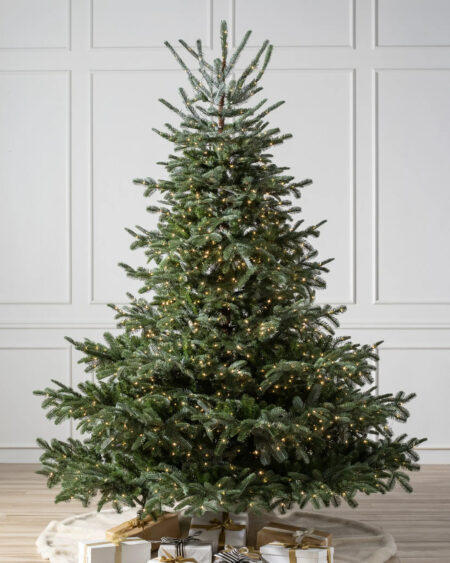 european fir tree