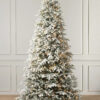 Frosted Fraser Fir®