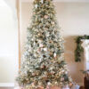 Frosted Fraser Fir®