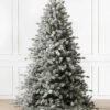 Sugar pine tree