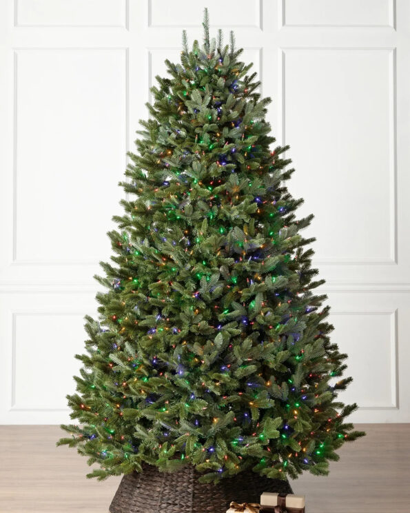 fraser fir tree