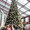 rockefeller pine tree