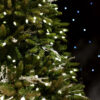 Rockefeller Pine