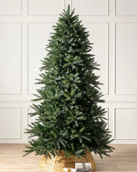 spruce tree