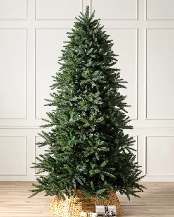 spruce tree