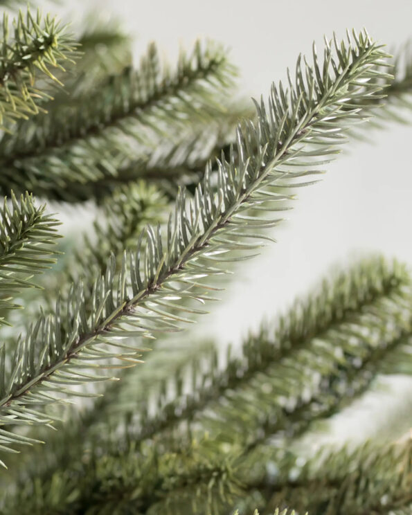 SAN-T-UK_Weymouth-Spruce_Detail Sanibel Spruce® Tree