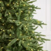 Saratoga Spruce® Tree