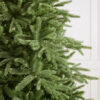 Saratoga Spruce® Tree