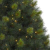 Scotch Pine