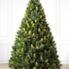 scotch pine tree
