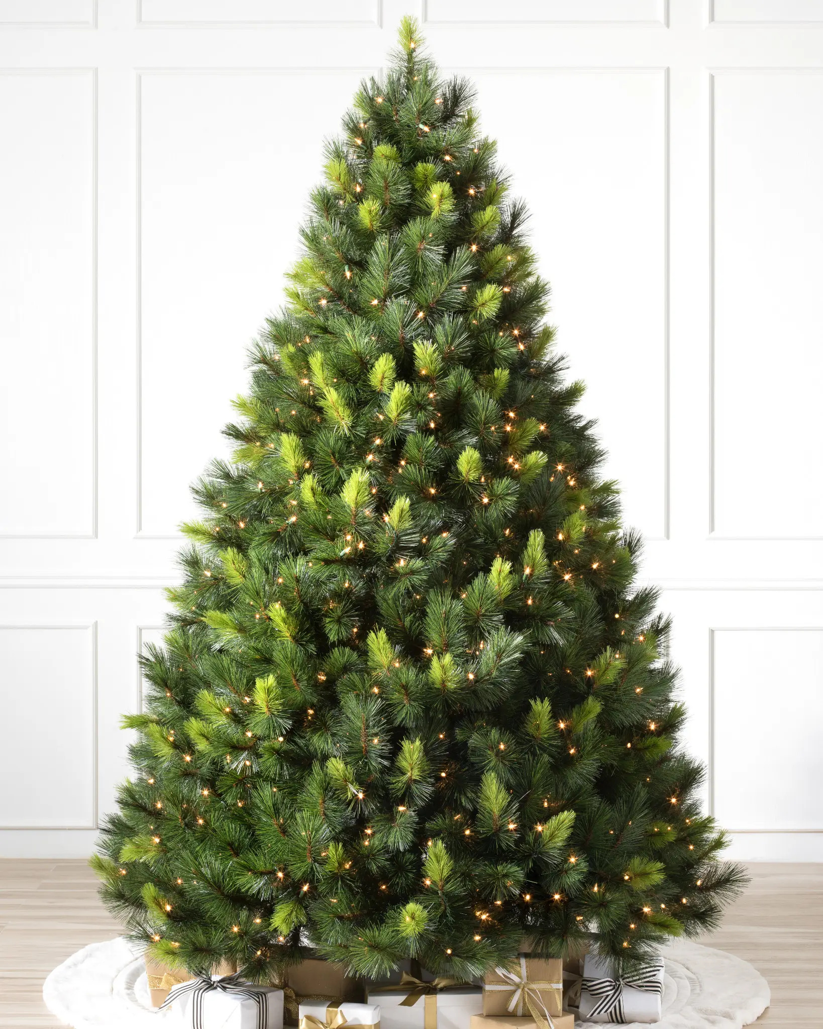scotch pine tree