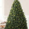 Scotch Pine
