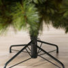 Scotch Pine