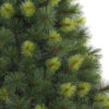 Scotch Pine