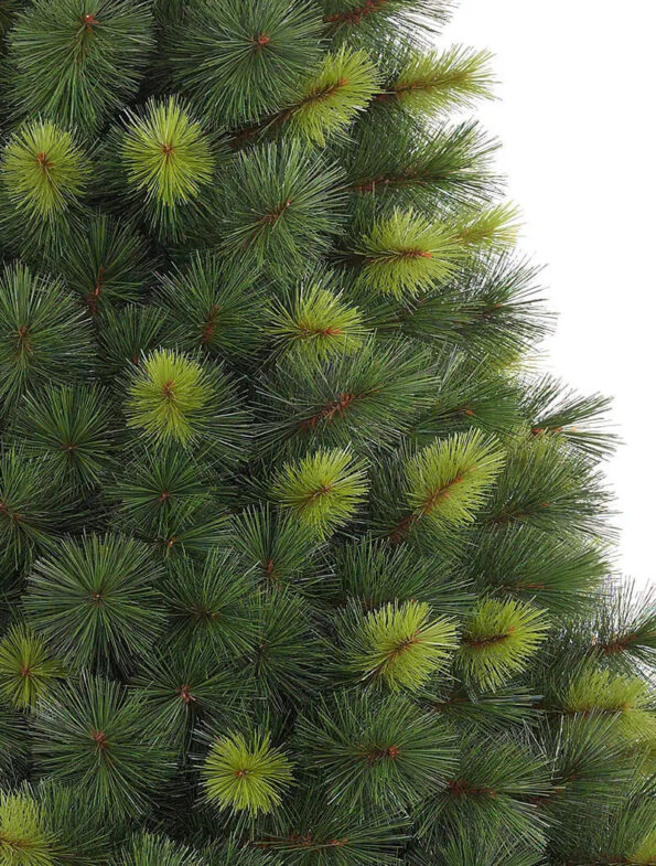 Scotch Pine