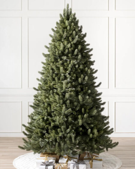 Vermont White Spruce tree