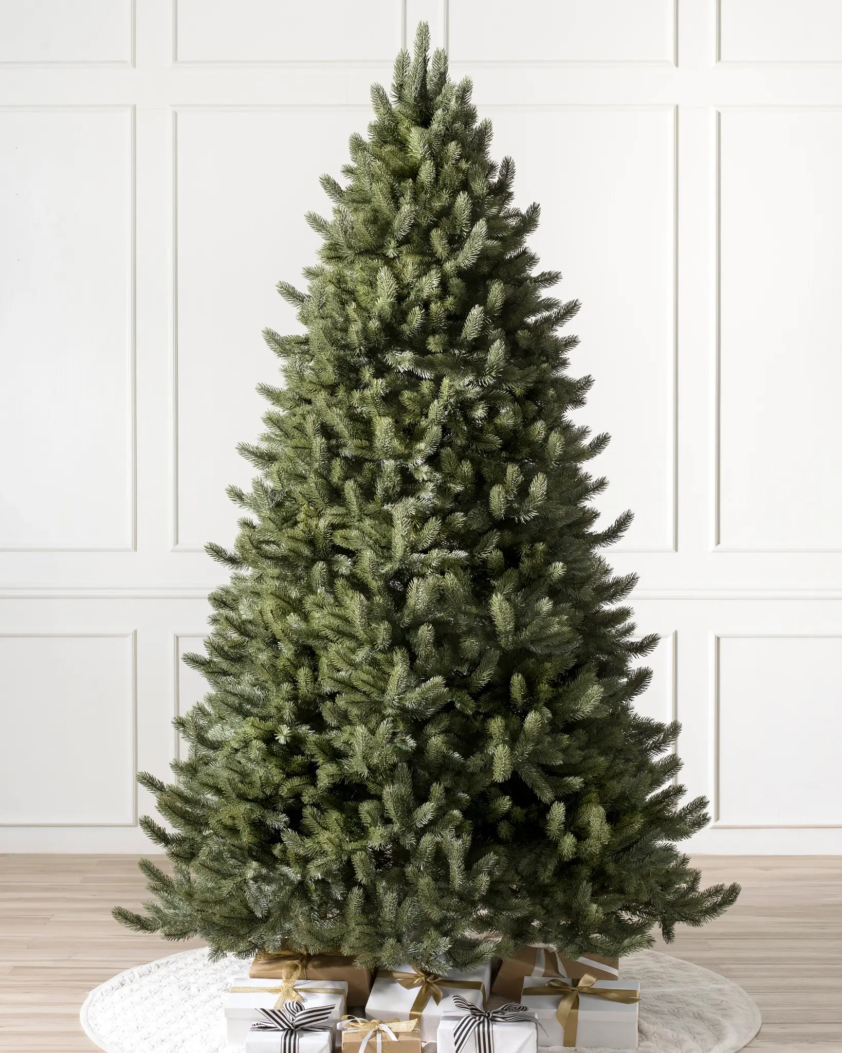Vermont White Spruce tree