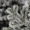 Frosted Yukon Spruce®