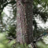 Yukon Spruce®